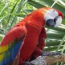 Pajarito 7